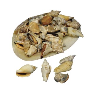 Pointed mussels