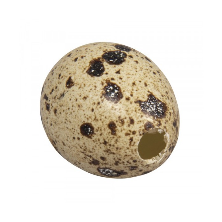Décoration oeufs de caille soufflés 12 pcs