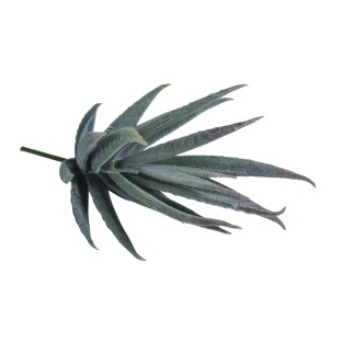 Aloe succulenta in plastica