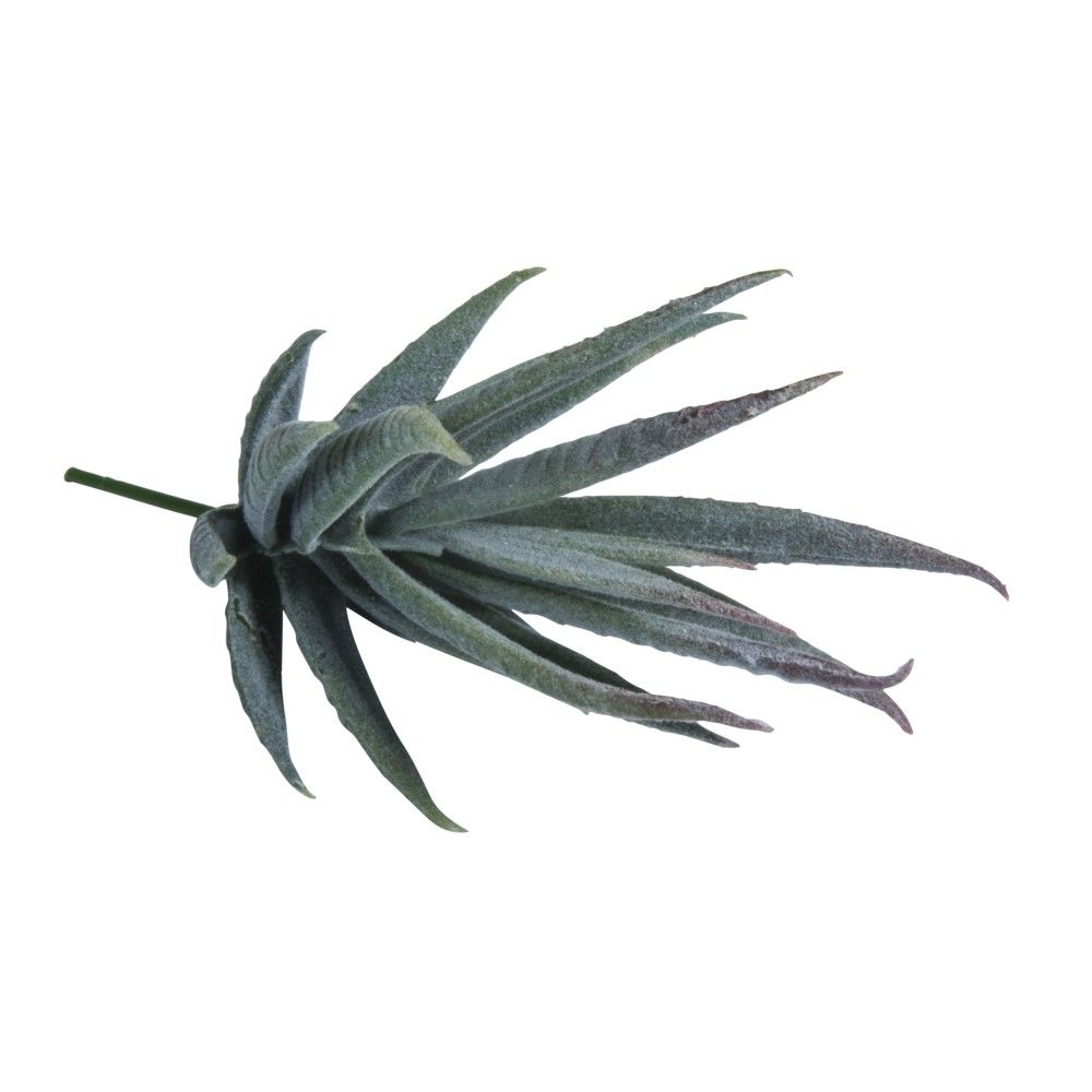 Succulent Aloe Plastic