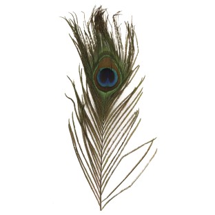 Peacock feather 3 pcs.