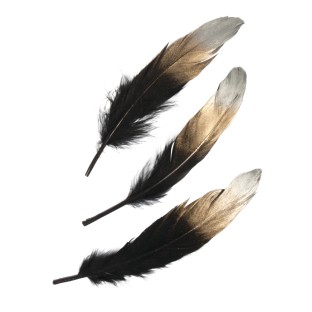 Feathers with silver-gold gradient black 3 pcs.